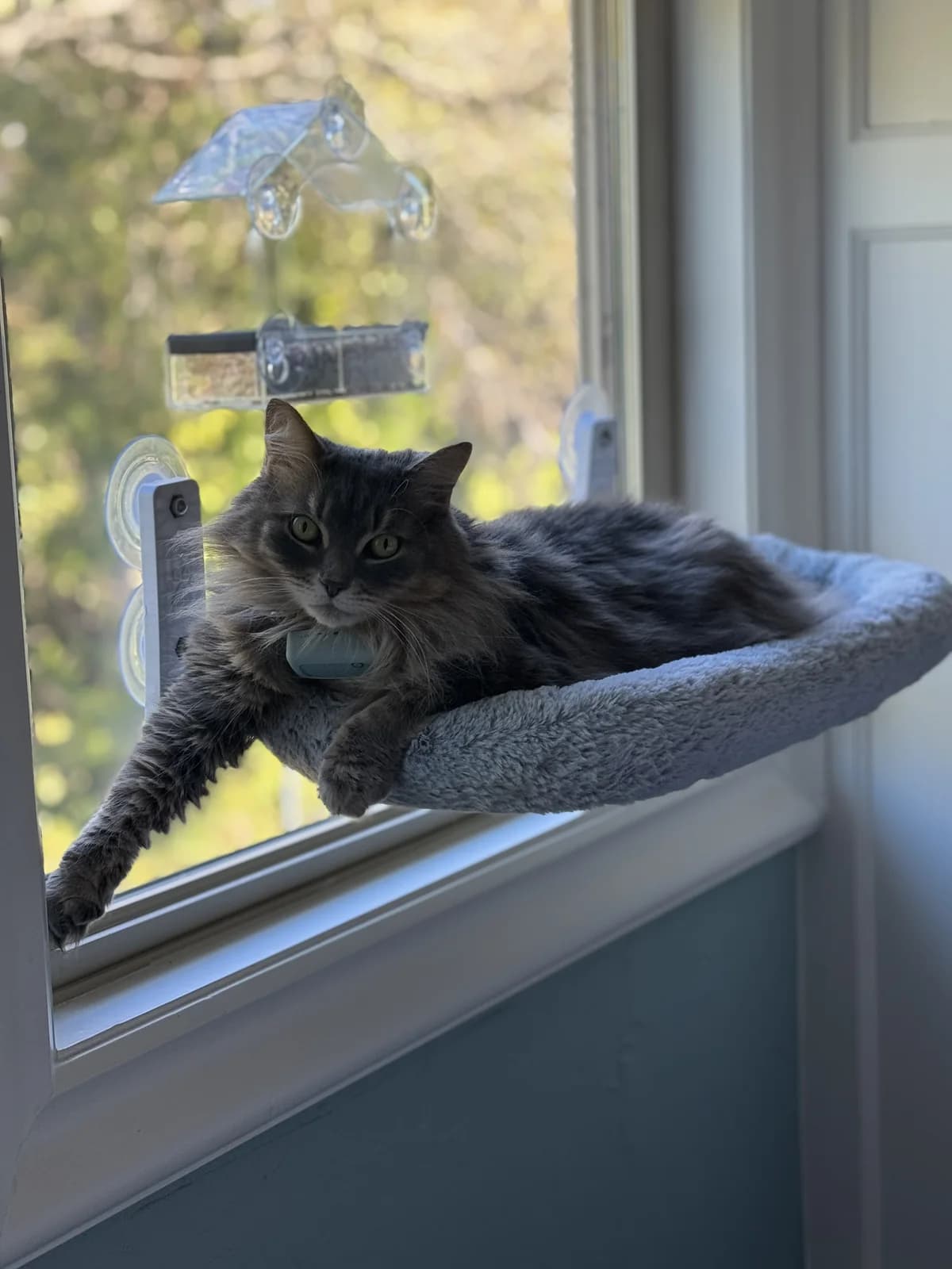 A cat relaxing on a window perch
