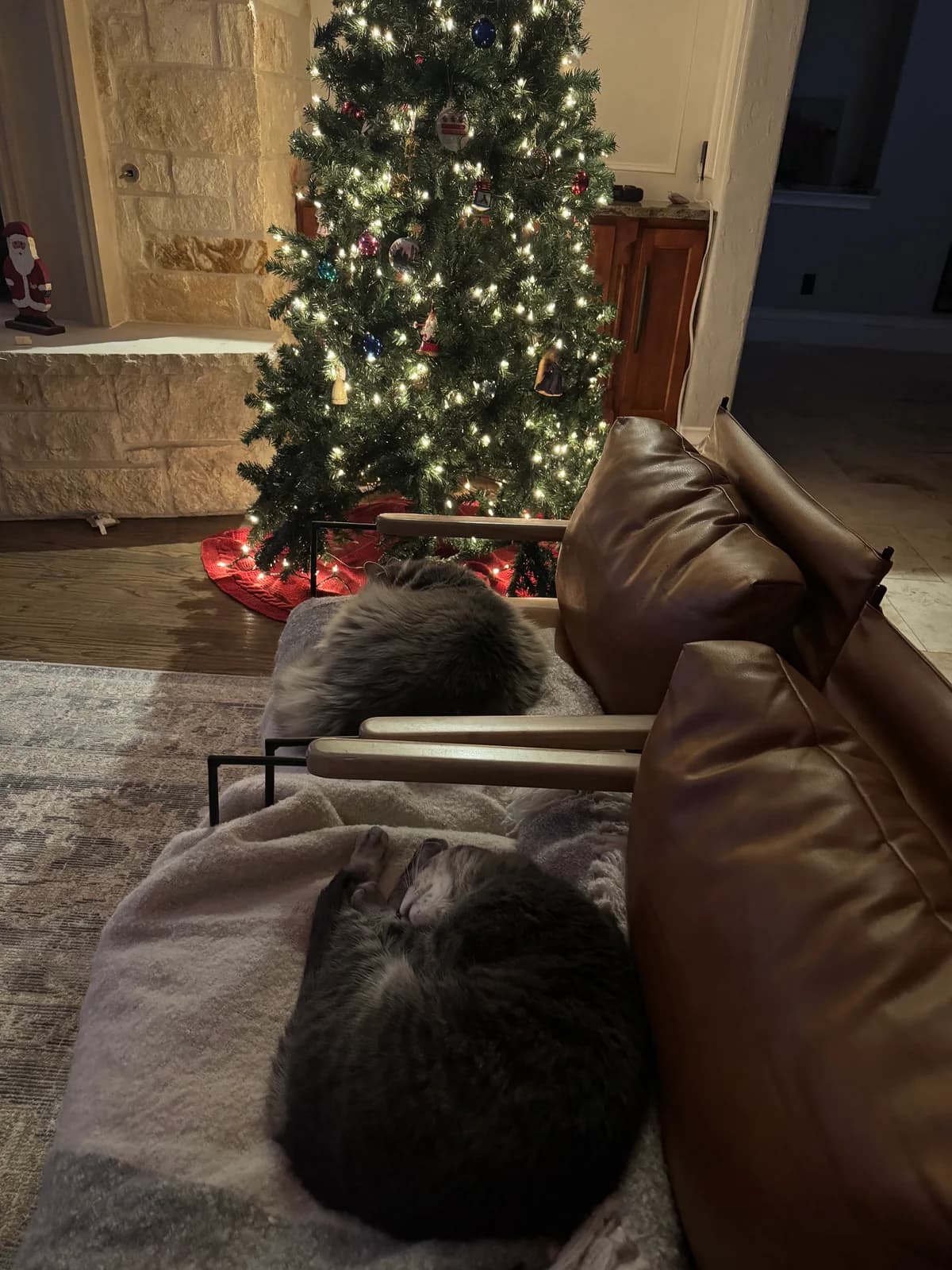 Cats relaxing beside a Christmas tree