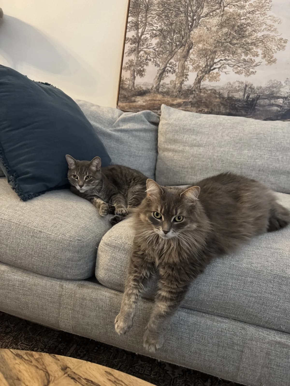 Two cats relaxing on a sofa