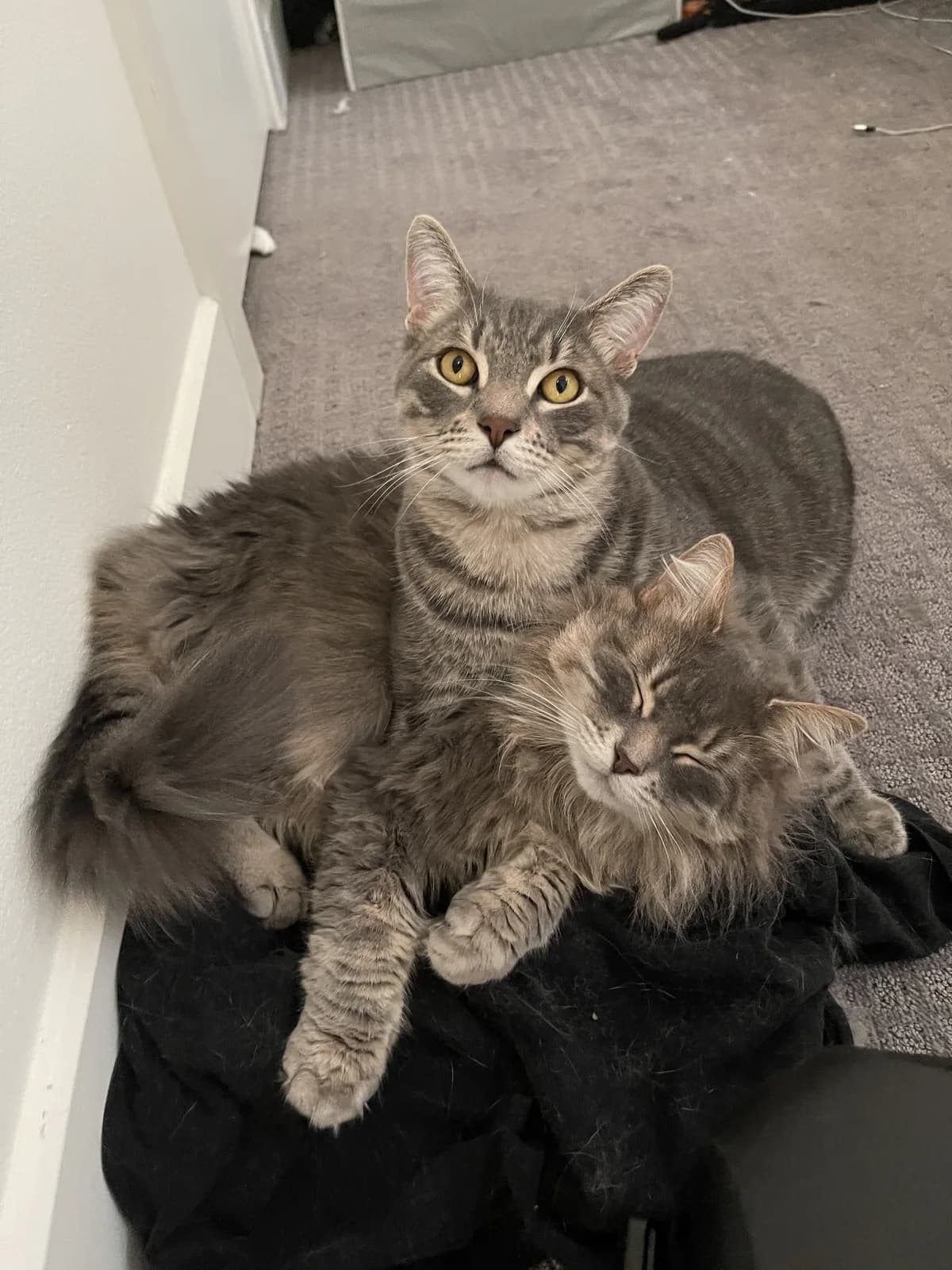 Two cats sitting together on the stairs