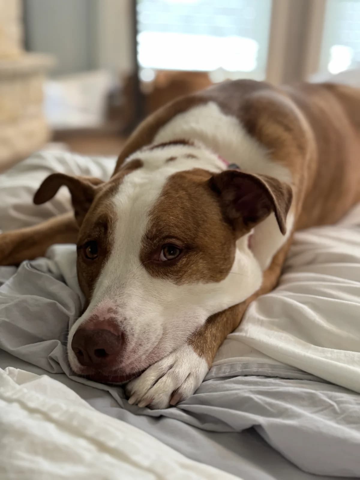 A dog resting its head on a bed