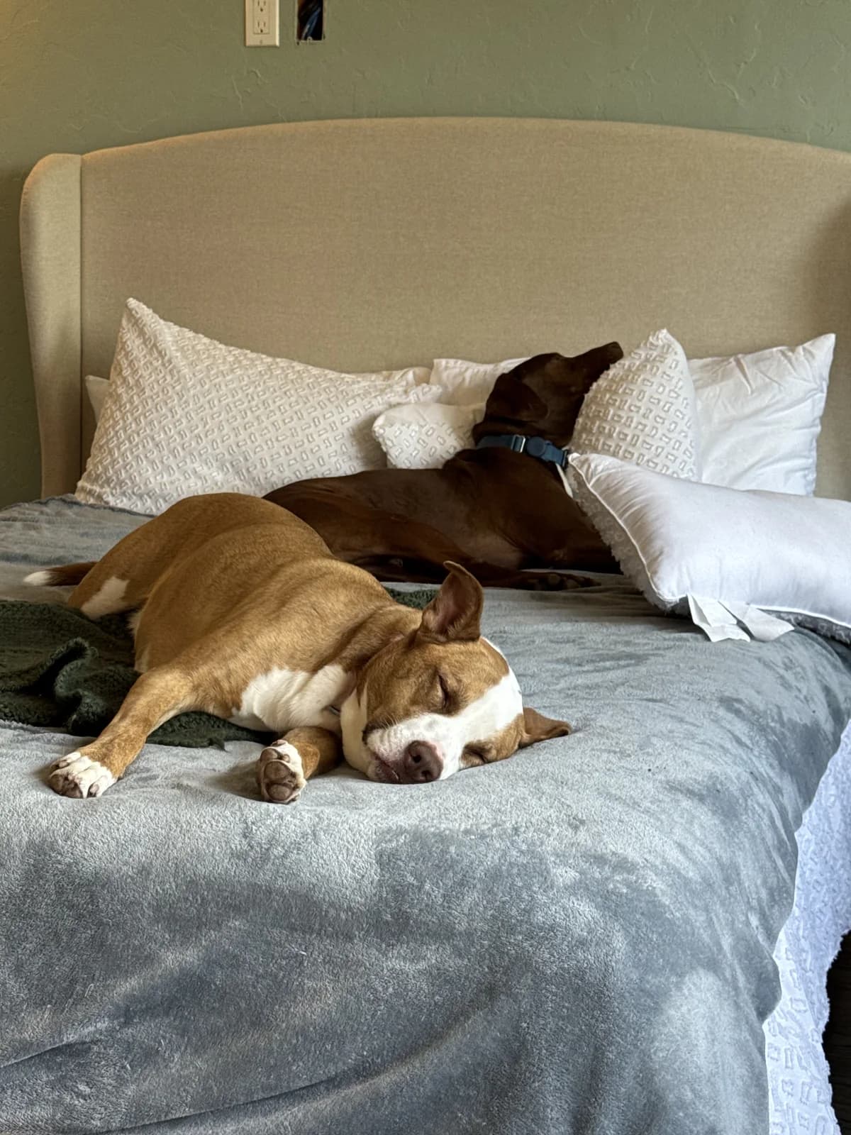 Two dogs resting together on a bed
