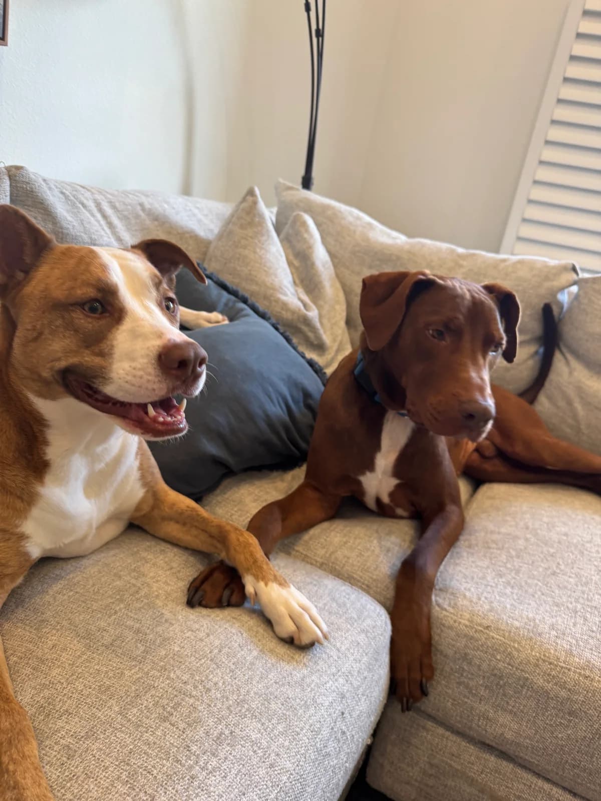 Two dogs sitting together on a sofa
