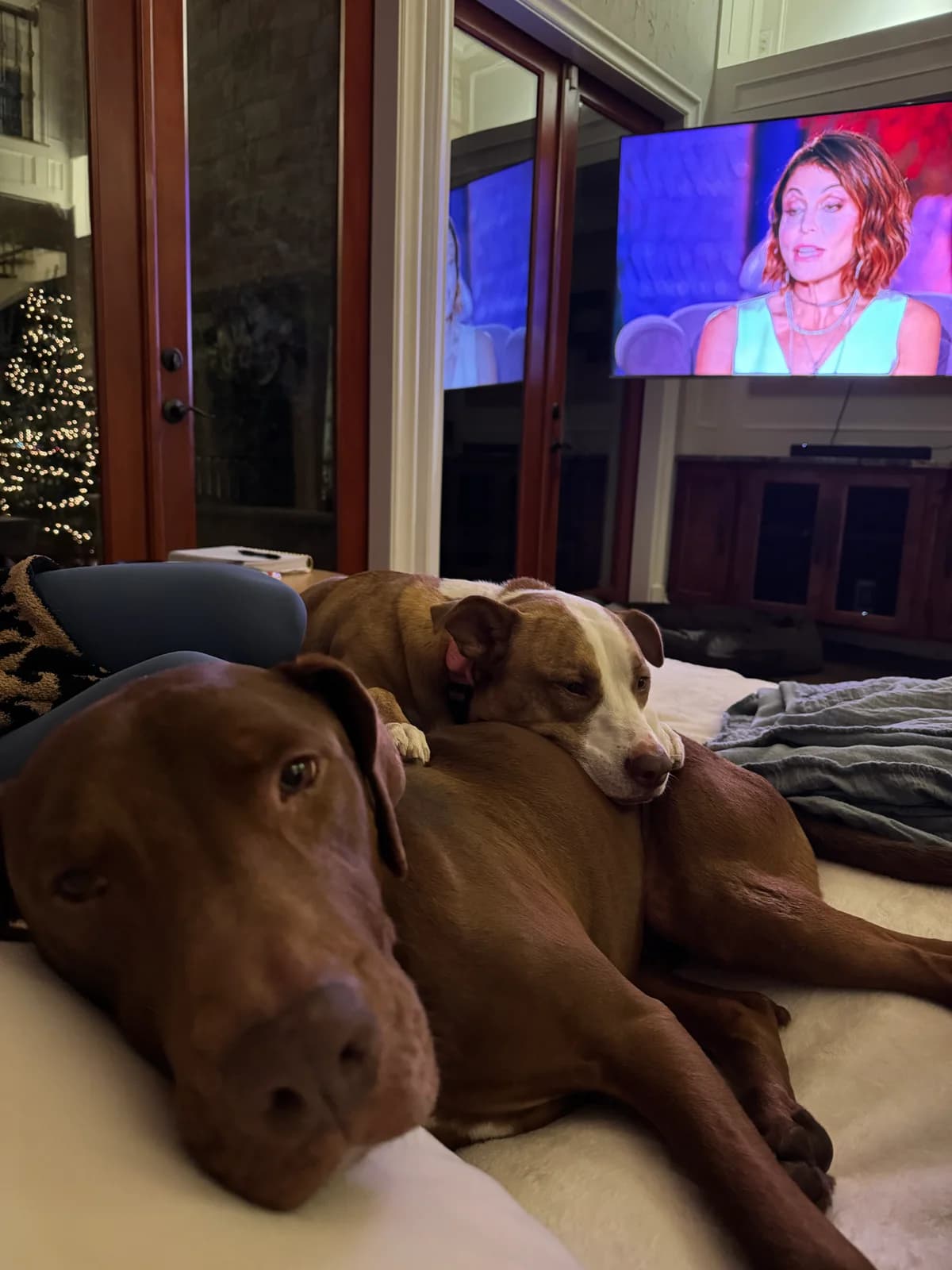 Two dogs relaxing together at home